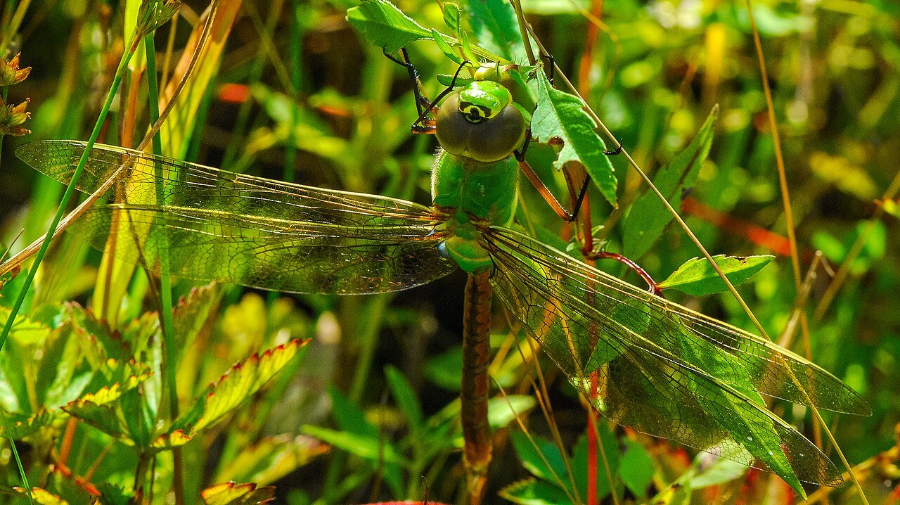 Common green darner dragonfly