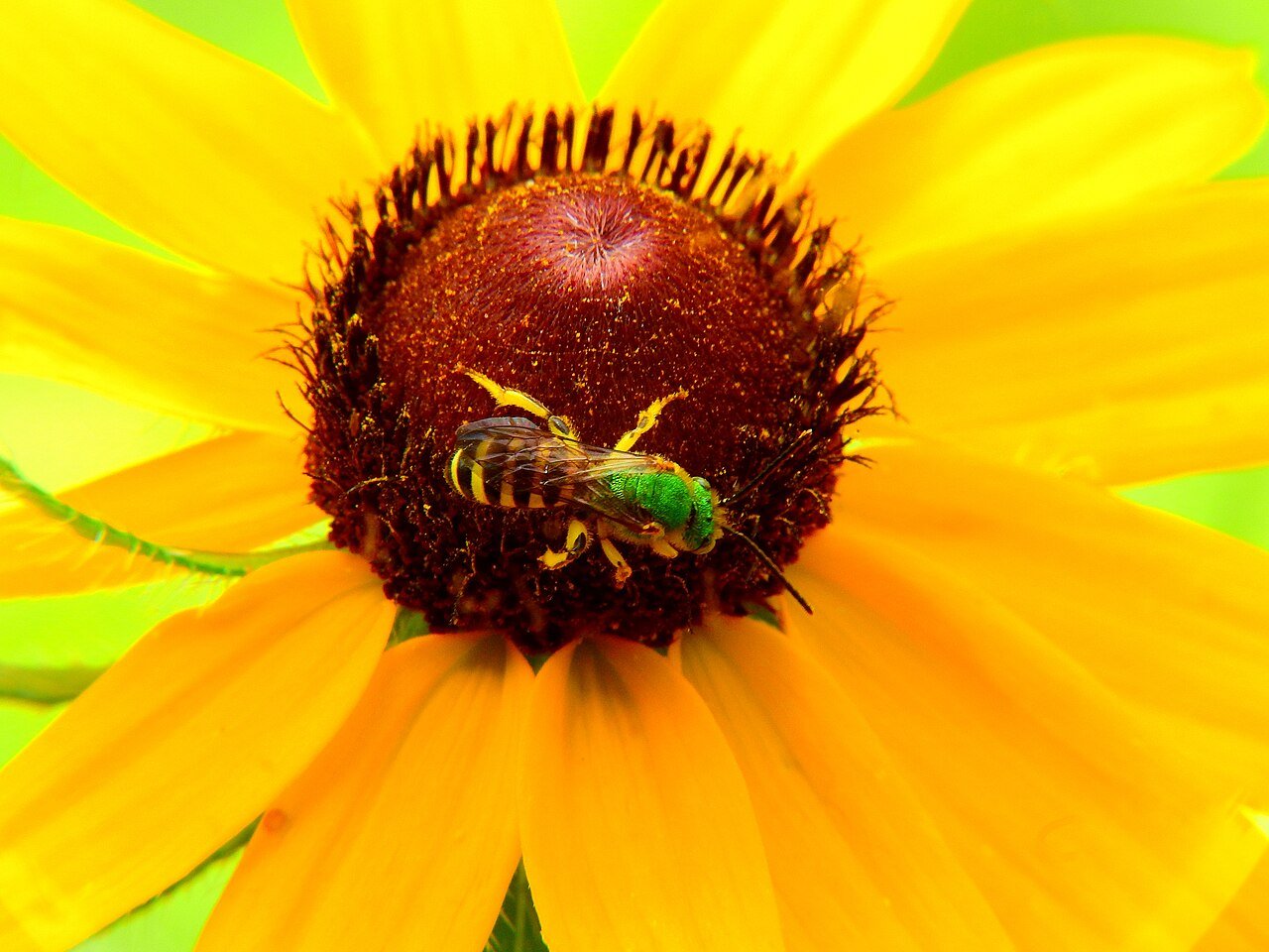 Metallic green sweat bee on a black-eyed Susan