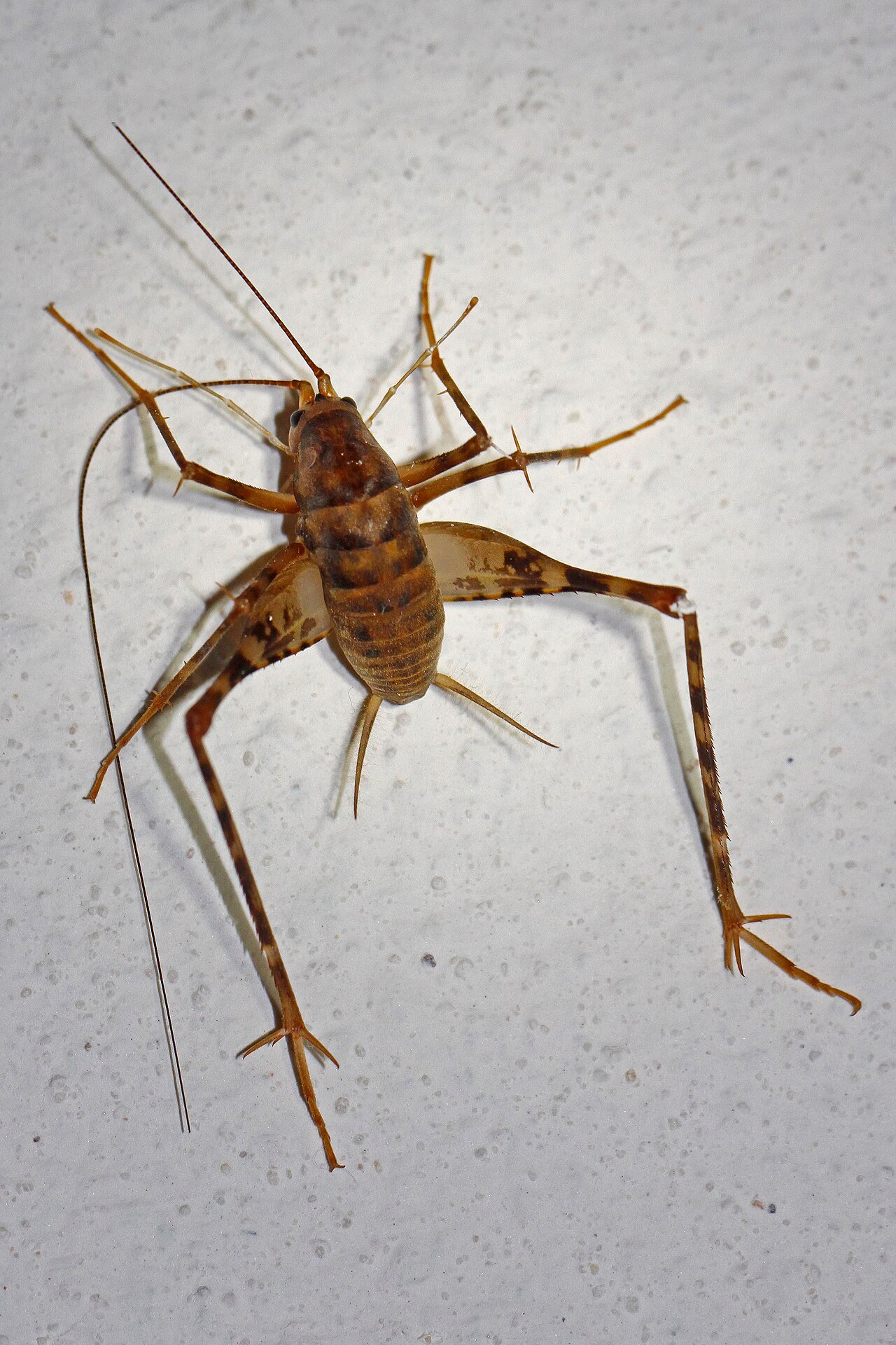 Greenhouse camel cricket with banded legs