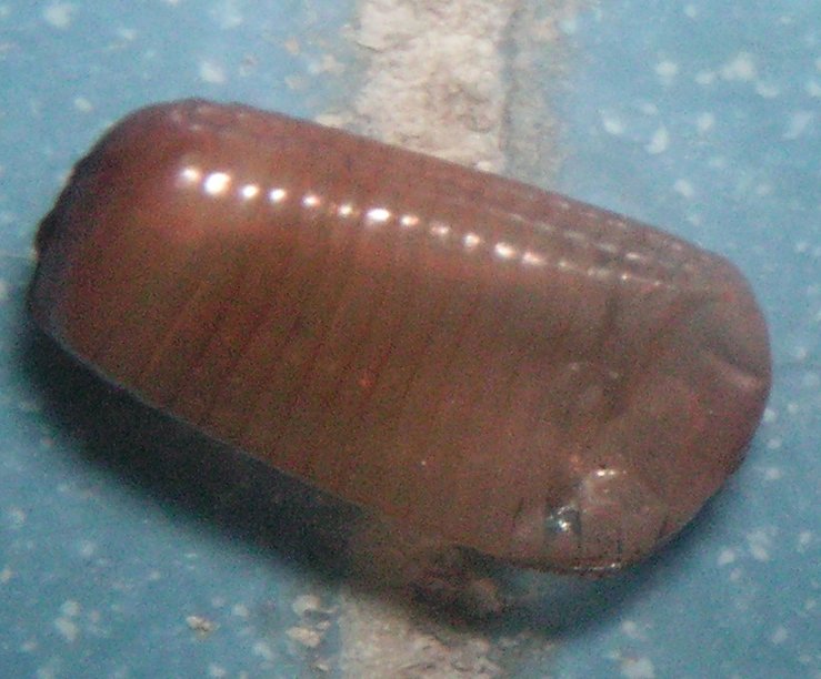 A spent cockroach egg case — each German ootheca releases 30–40 nymphs, the arithmetic behind every kitchen takeover