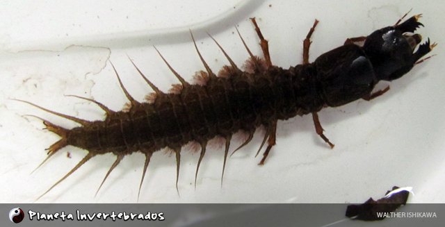 Hellgrammite dobsonfly larva aquatic predator
