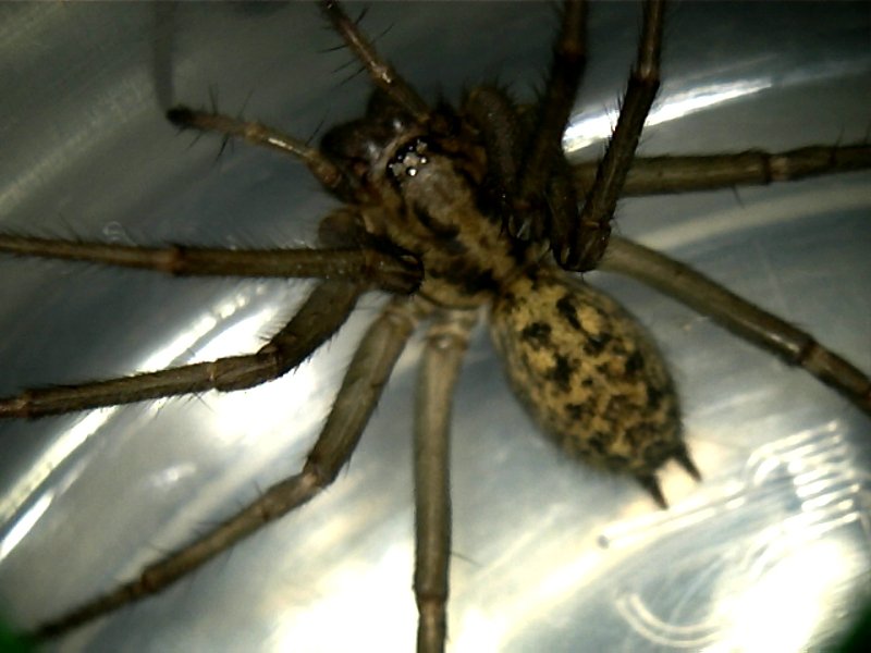The hobo spider - a Pacific Northwest funnel weaver that does NOT live in Ohio; your look-alike is the giant house spider