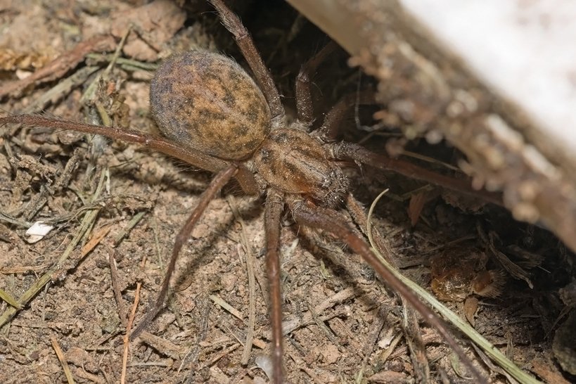 Female hobo spider showing plain unbanded legs