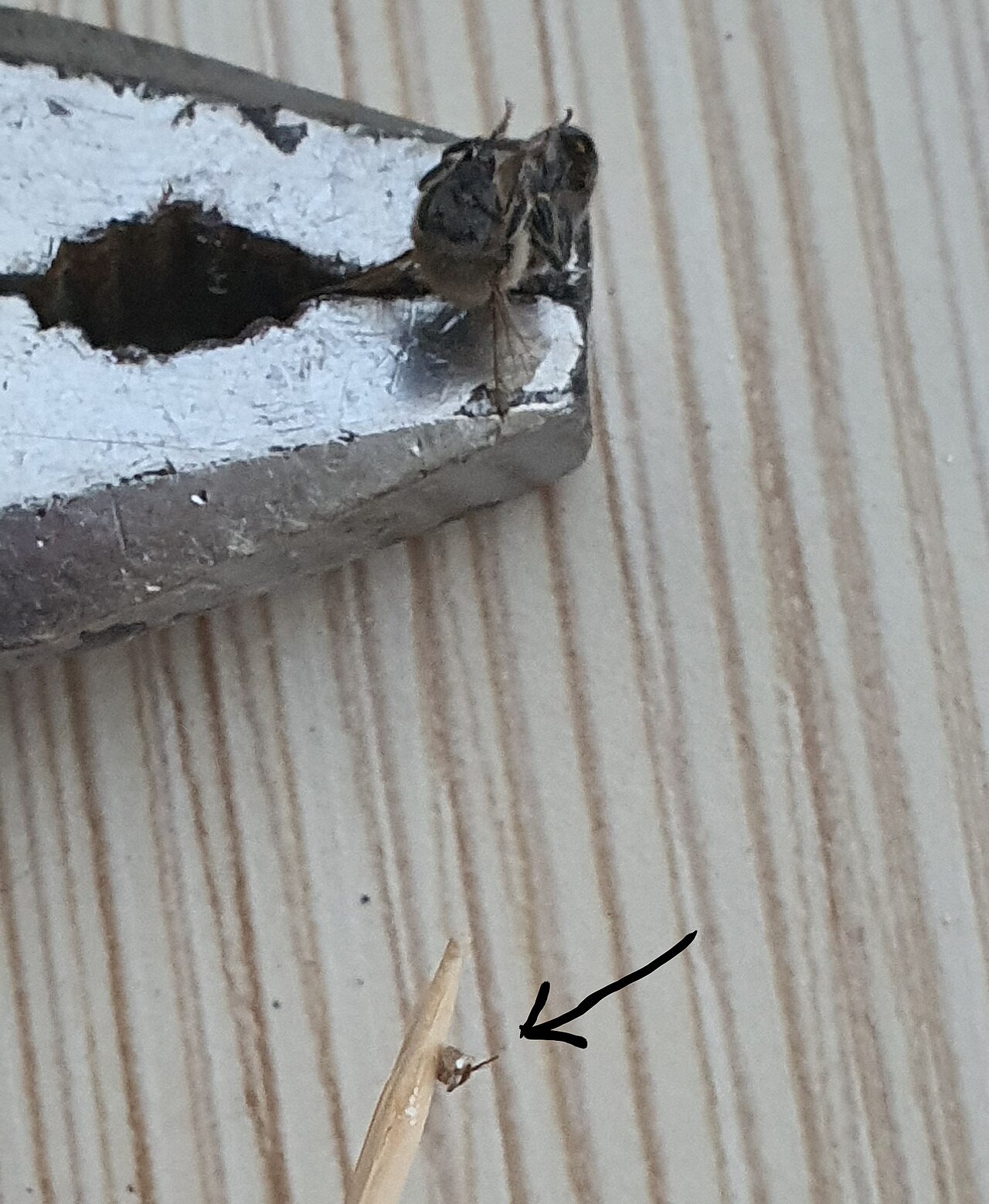 The aftermath — a honey bee’s detached stinger; wasps and hornets keep theirs and sting again