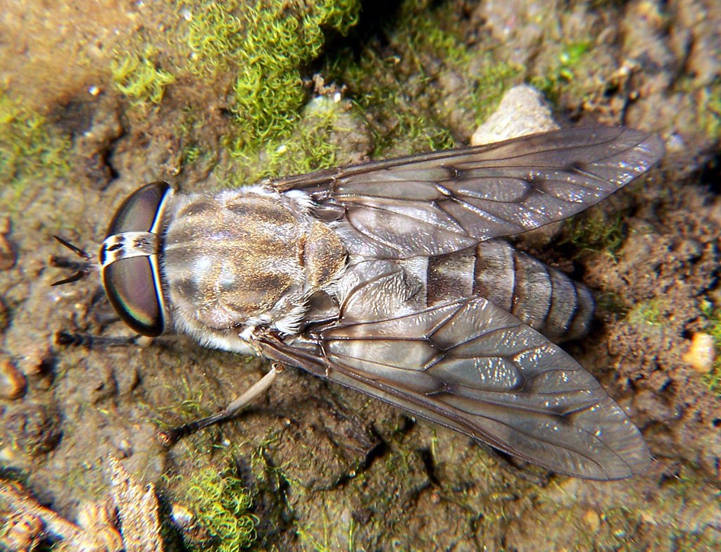 Horse fly showing large eyes and stout body
