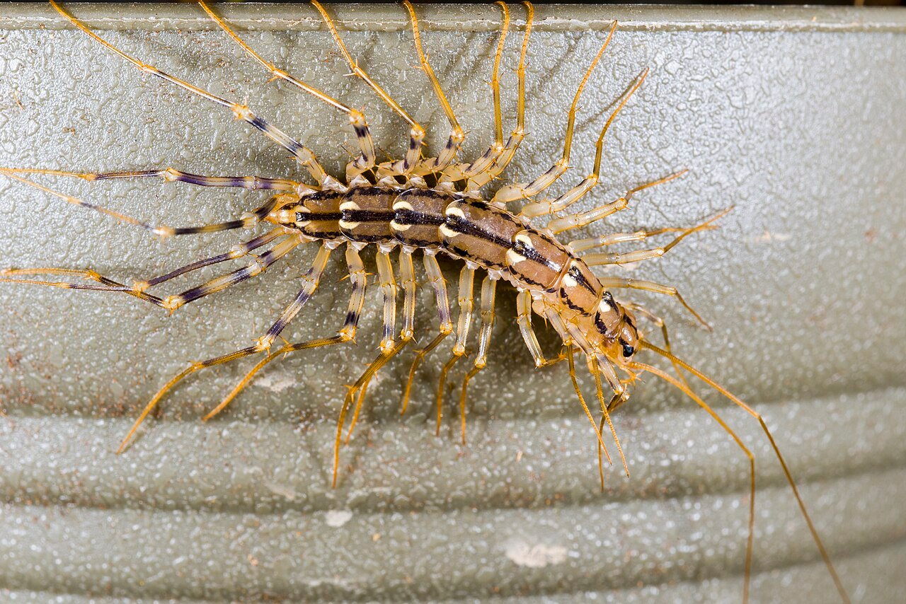 House centipede showing long legs and antennae