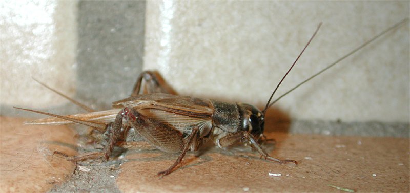 House cricket showing tan coloring and long antennae