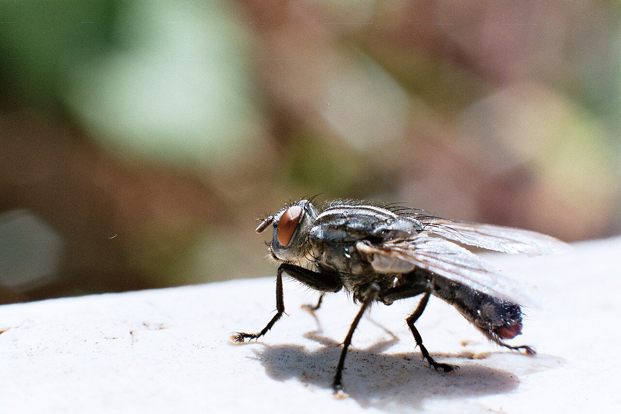 Adult house fly Musca domestica lifespan two to four weeks