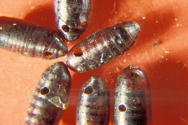 House fly pupae the stage before adulthood