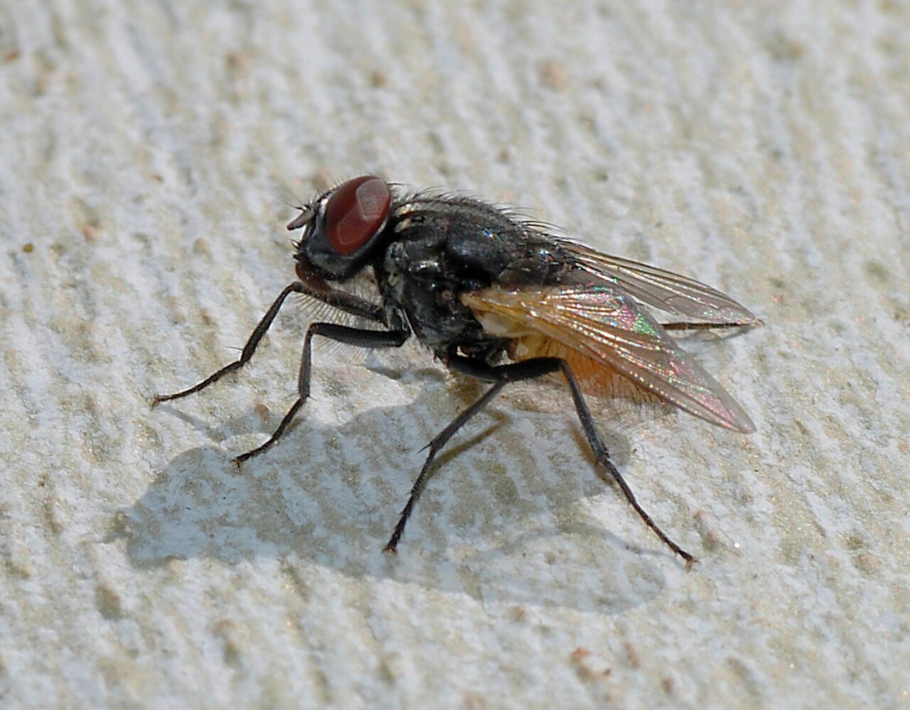 House fly in close detail