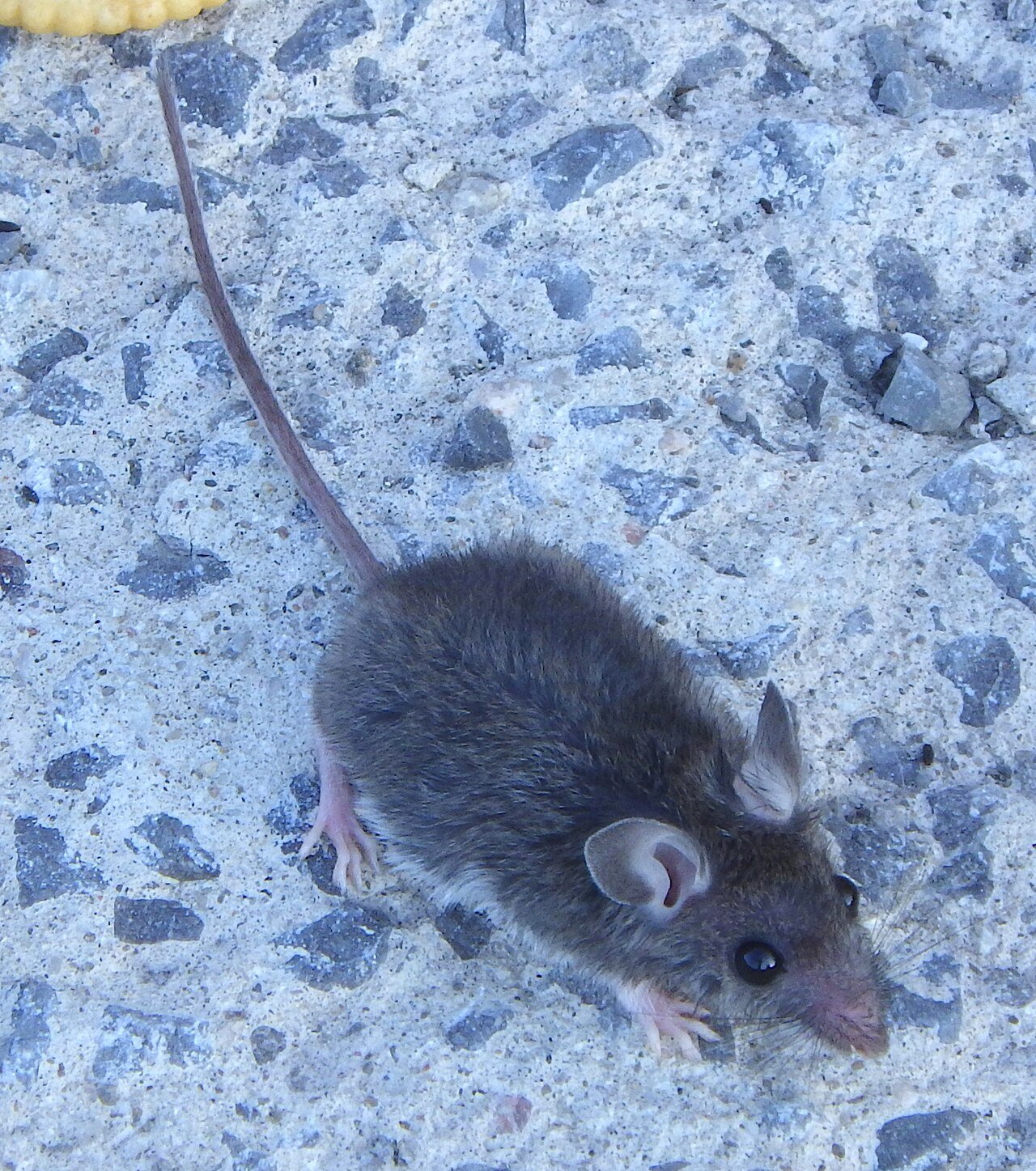 The house mouse free-climbs brick, siding corners, and cable lines — the roofline is a commute, not a barrier