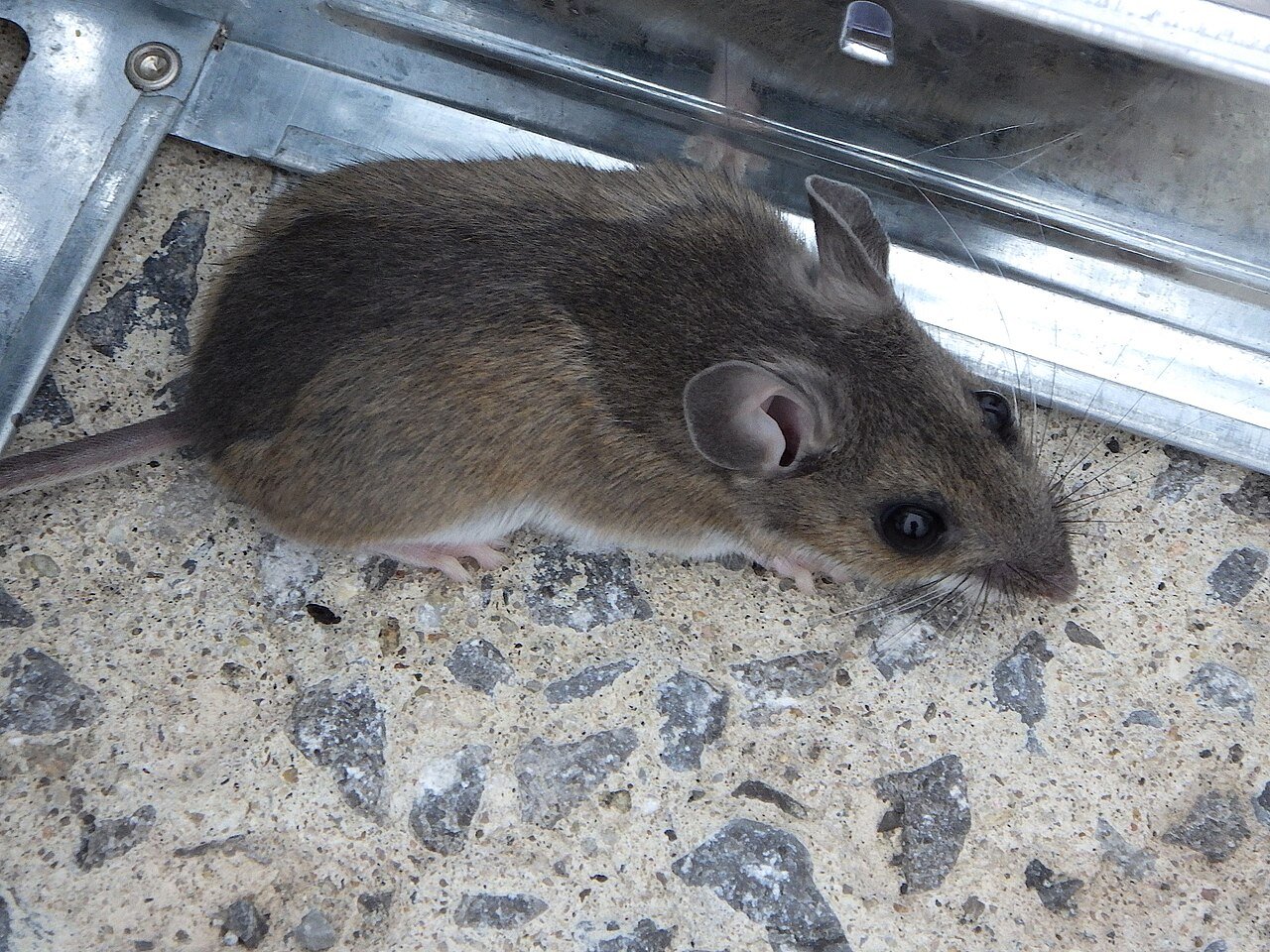 House mice climb rough vertical surfaces with ease — wall voids, wire chases, and pipe runs are their highway system