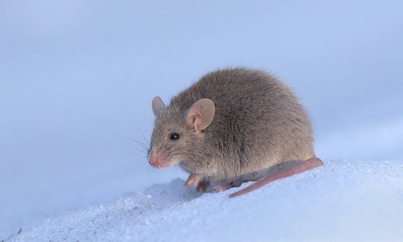 House mouse in daylight