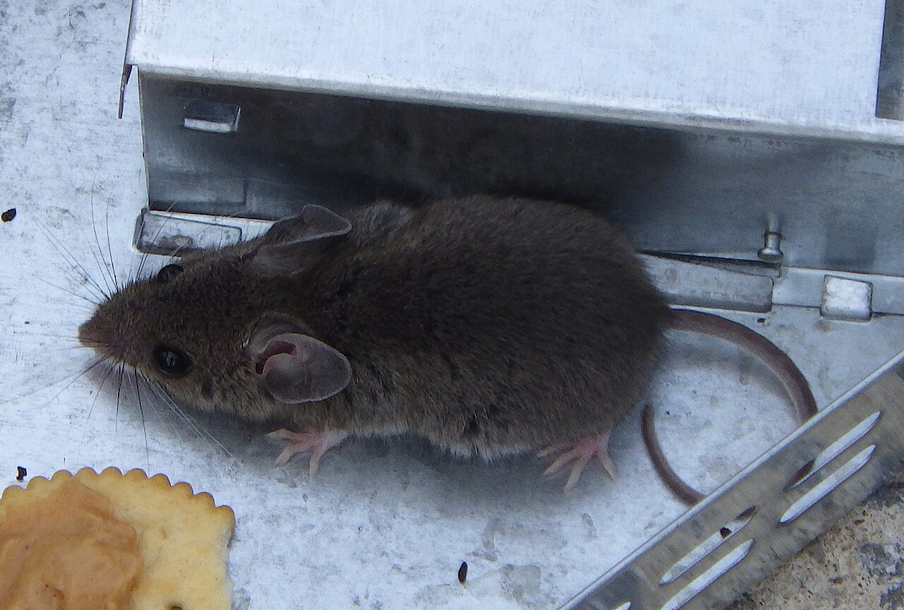House mouse exploring