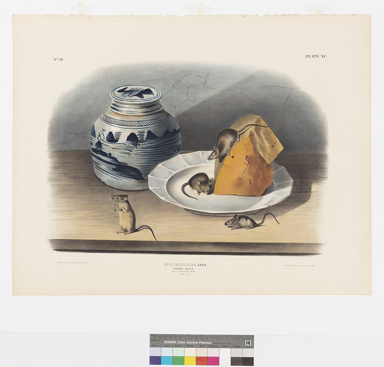 Vintage natural history illustration of male, female, and young house mice