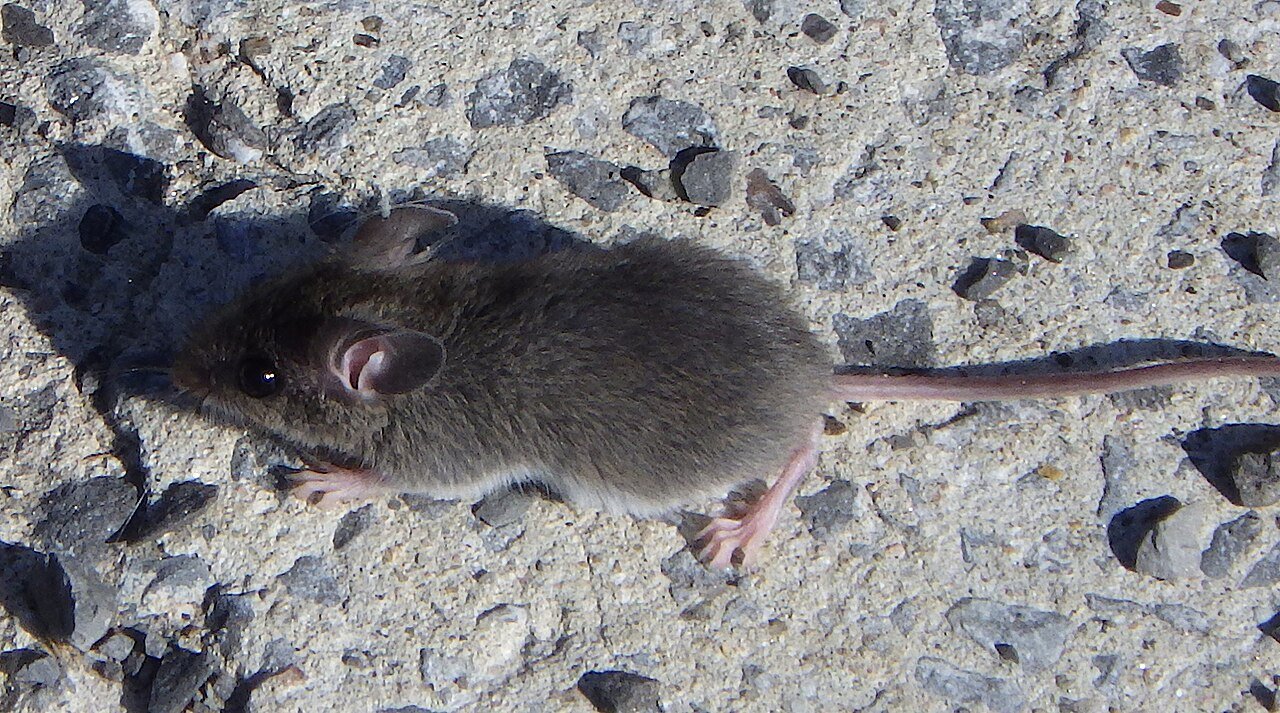 House mouse portrait showing large ears and fine features