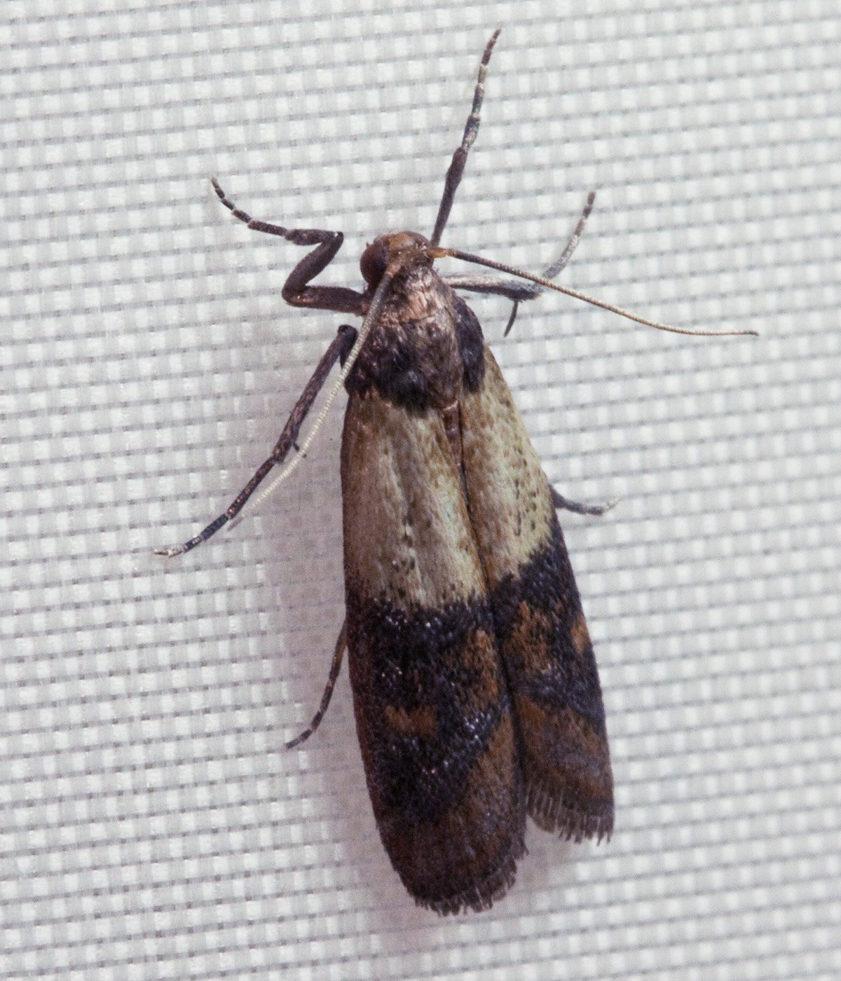 Indian meal moth showing two-toned wings