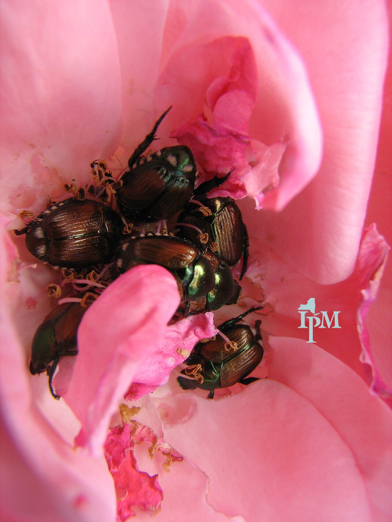 Japanese beetles skeletonizing rose flowers