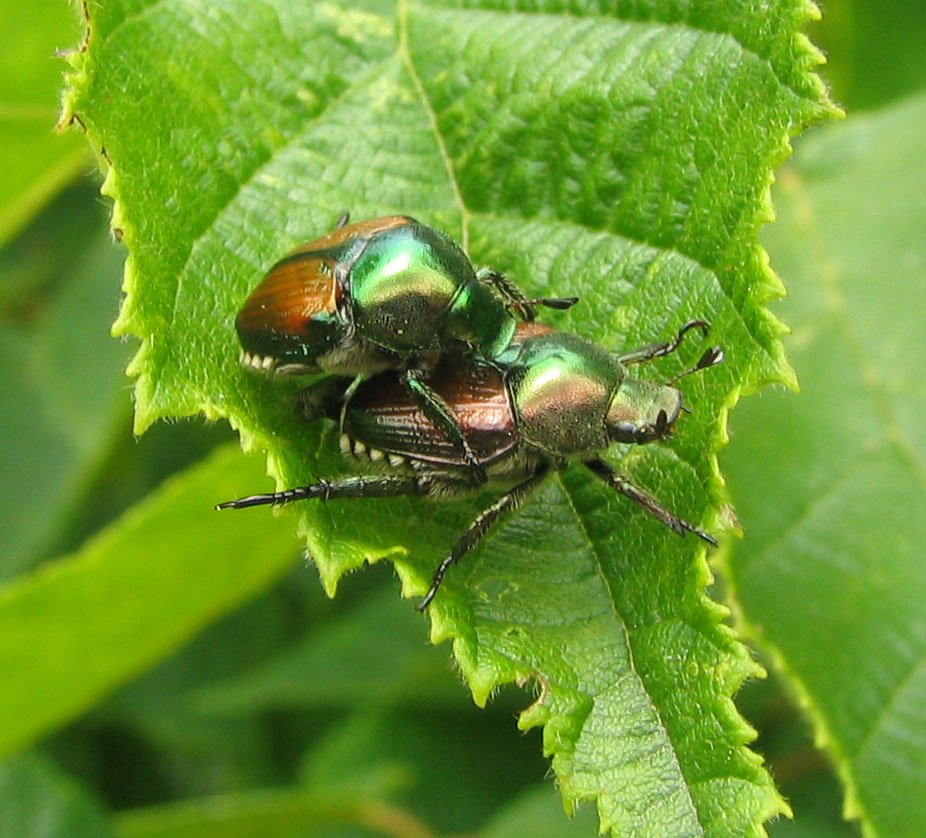 Japanese beetles on a skeletonized leaf