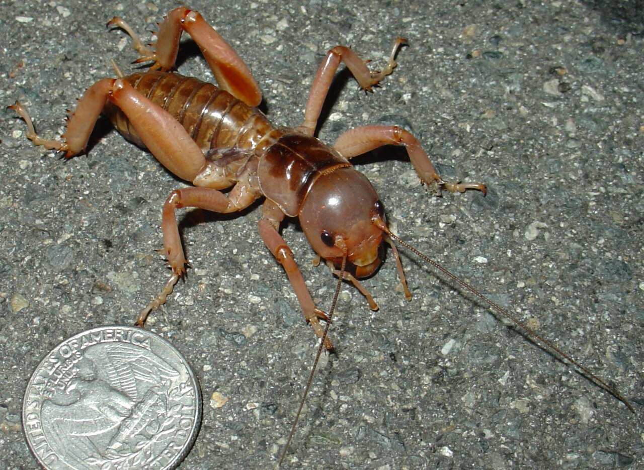 Jerusalem cricket with amber head and striped abdomen