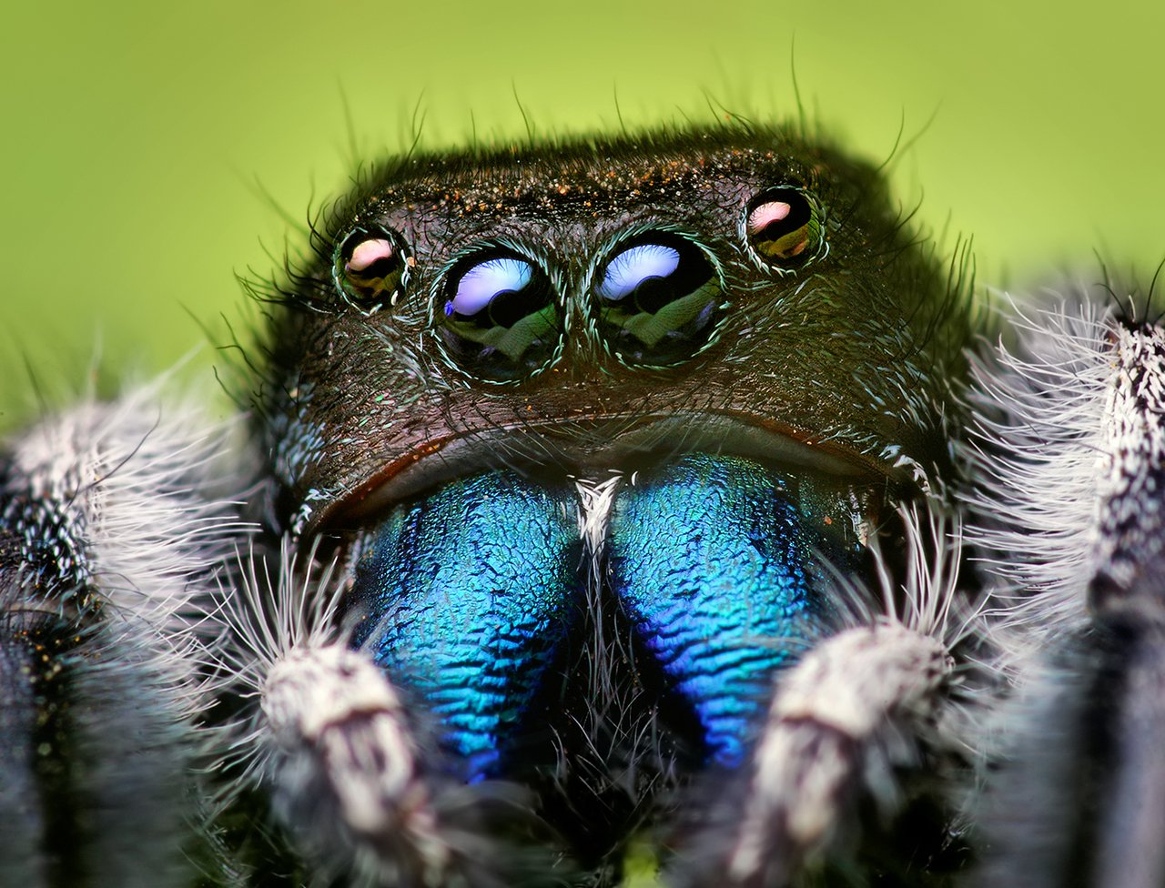 A jumping spider, the tiny fuzzy spider that watches you back