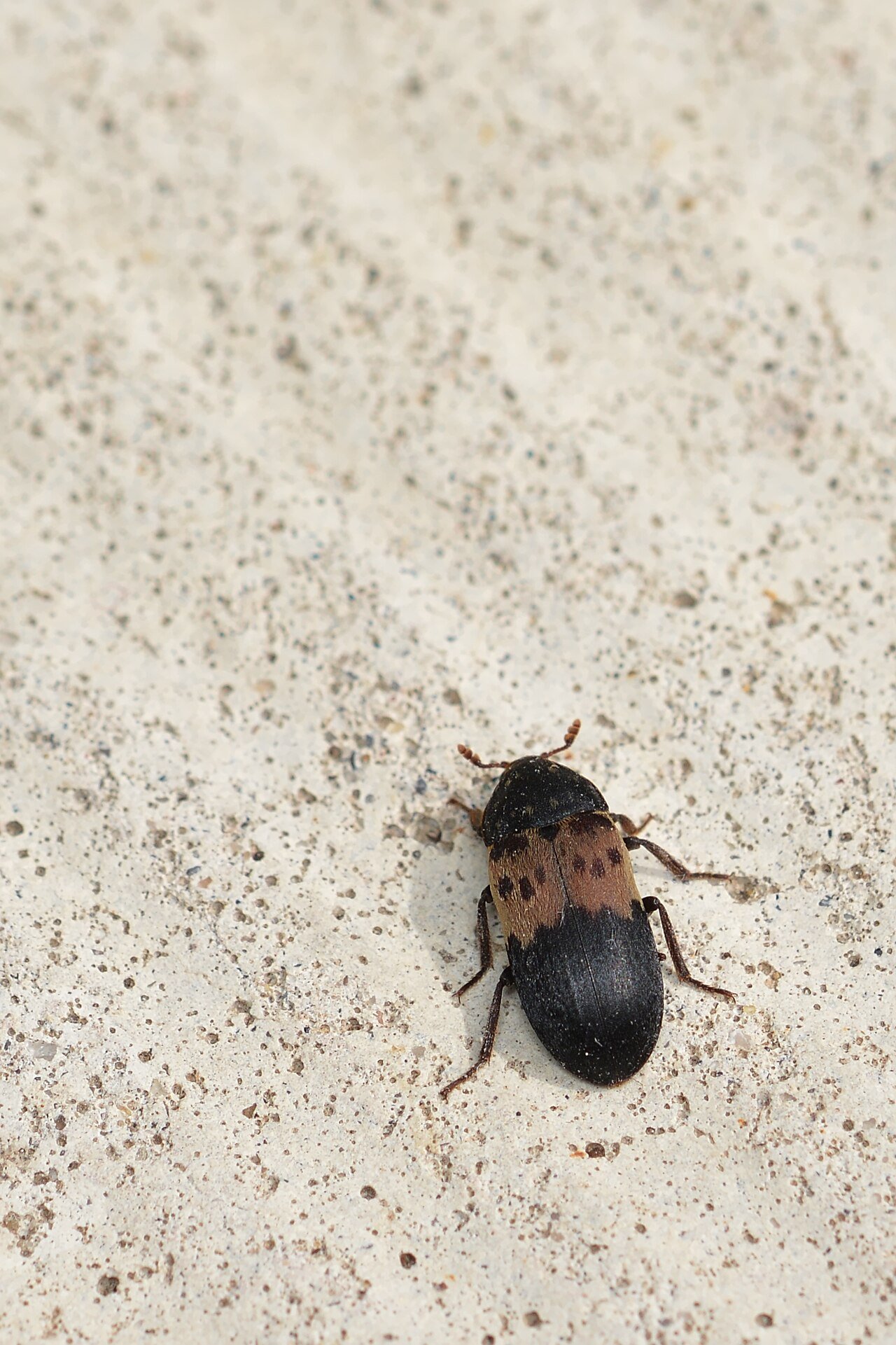 Larder beetle with pale band across wing covers