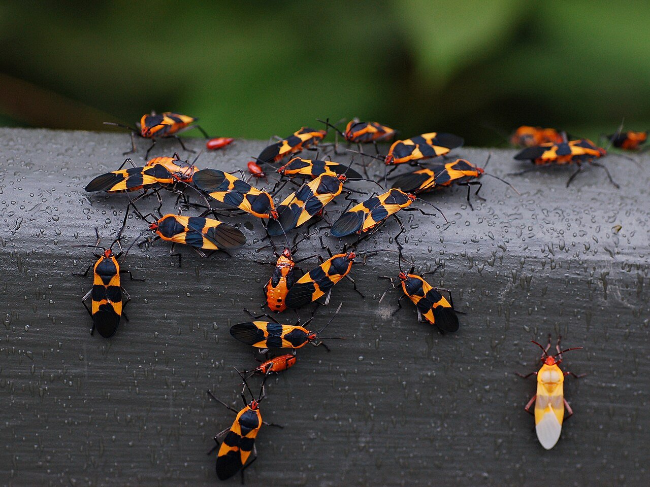 Large milkweed bug showing bold orange and black pattern