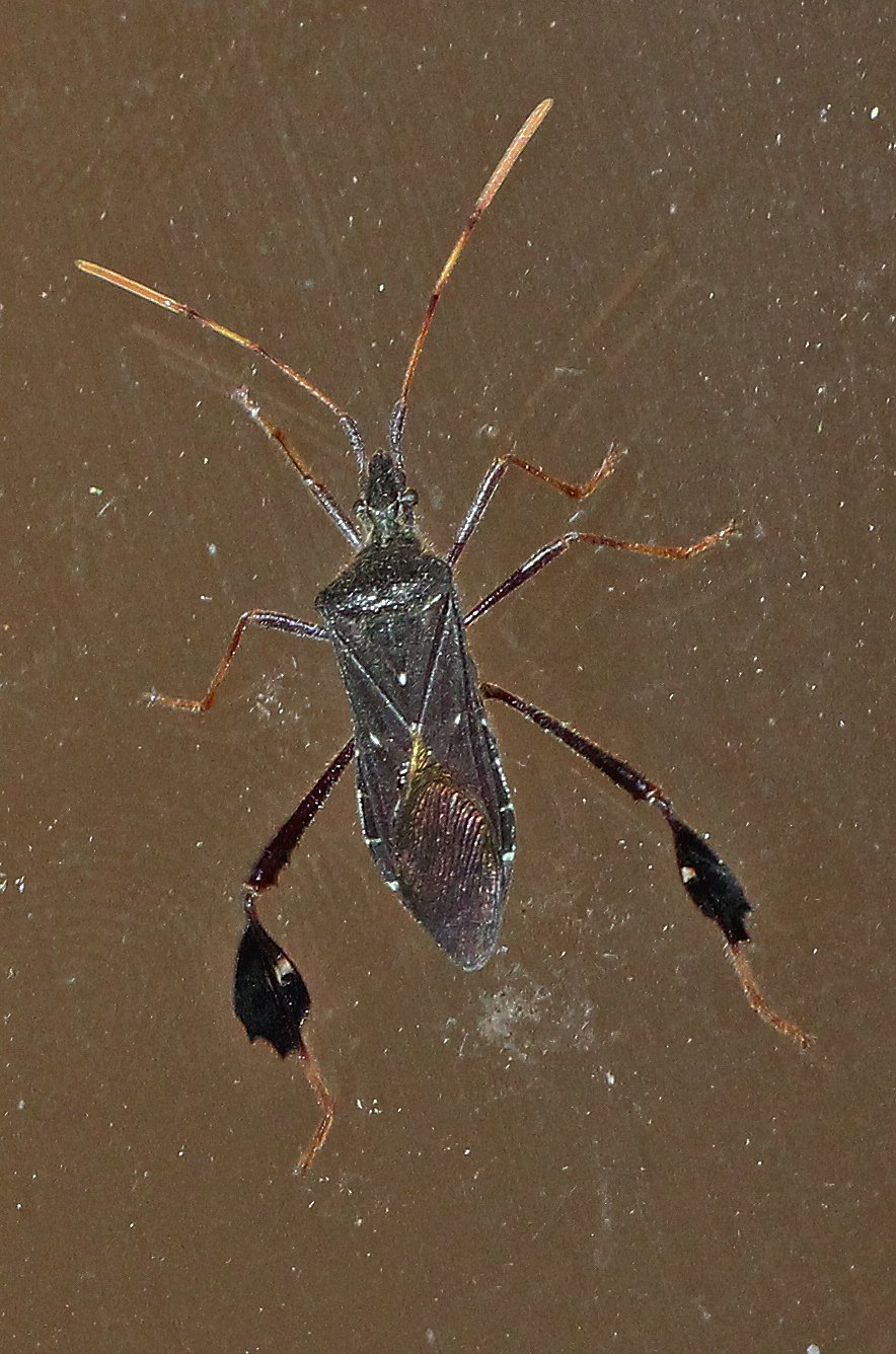 Leaf-footed bug showing flared hind legs