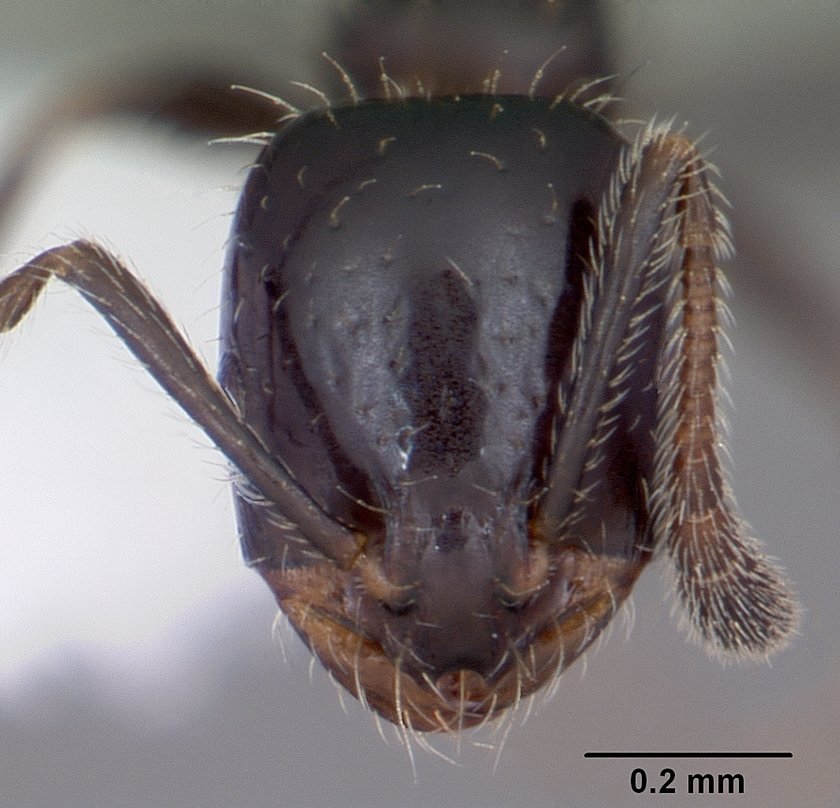 The little black ant under specimen magnification - jet-glossy, two-noded, and half the size of its kitchen rivals