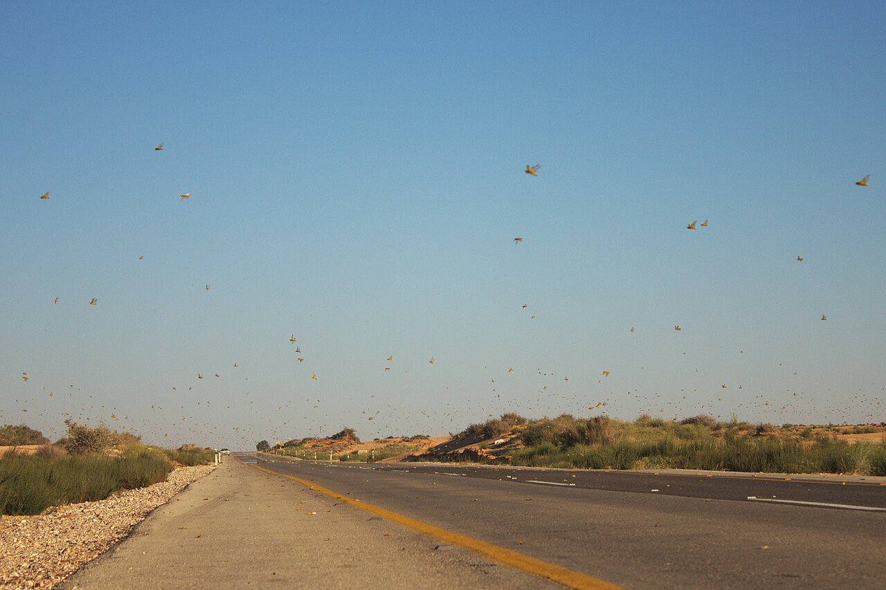 True locust swarm in gregarious phase