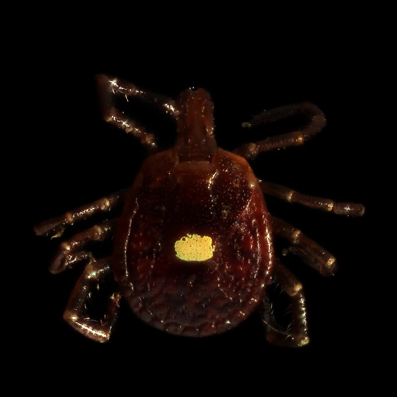 Female lone star tick showing the single white dot on its back