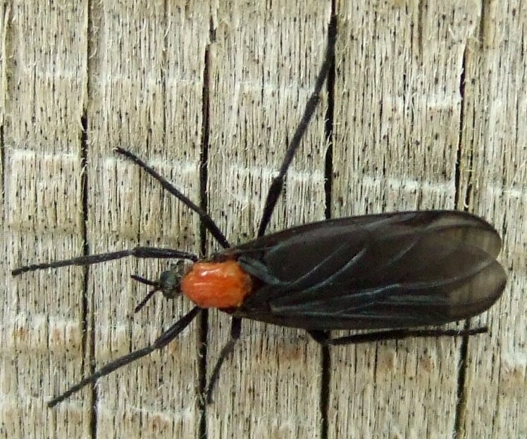 Lovebug pair flying attached Plecia nearctica