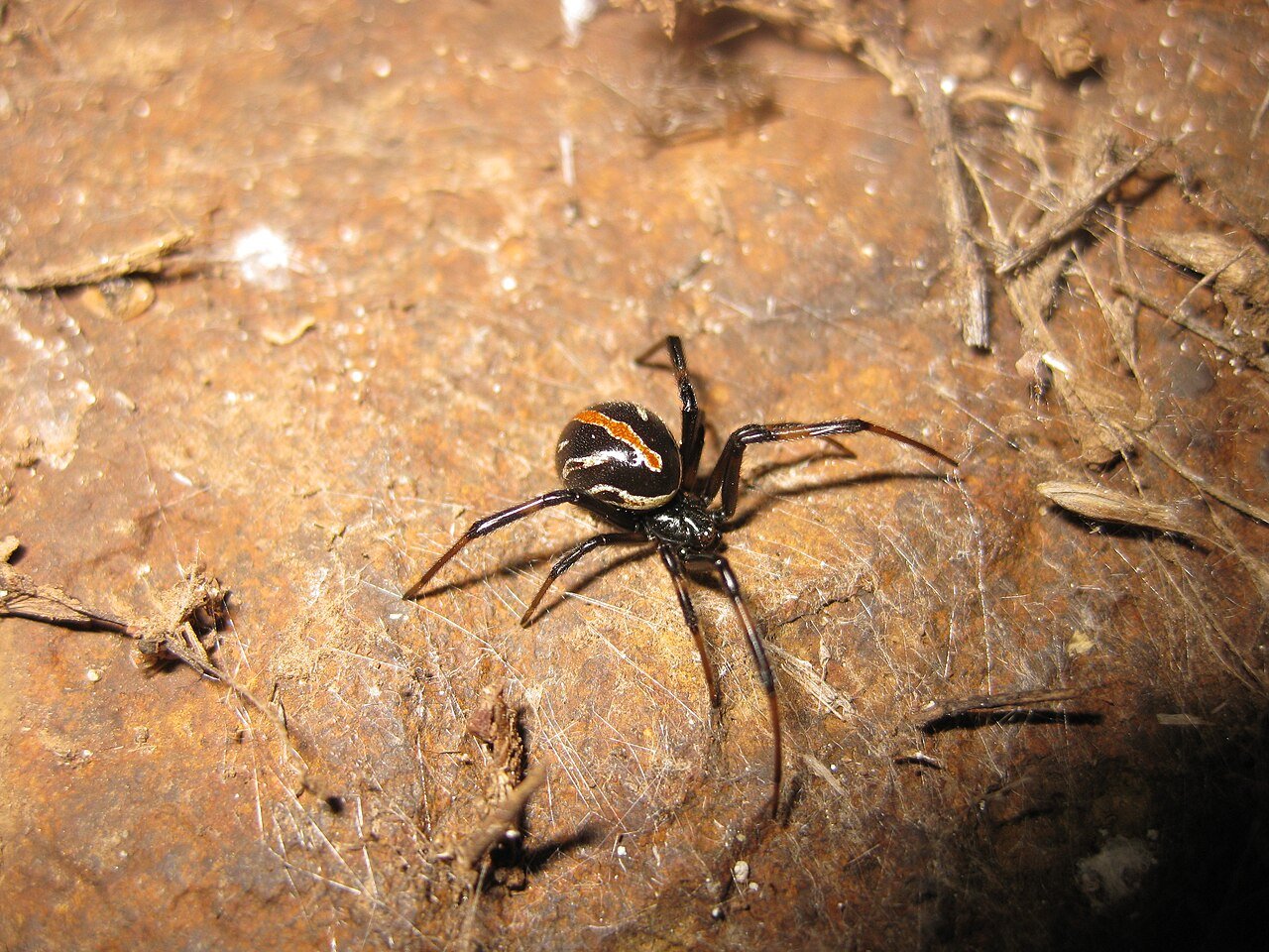 Male black widow showing brown body with cream and orange markings