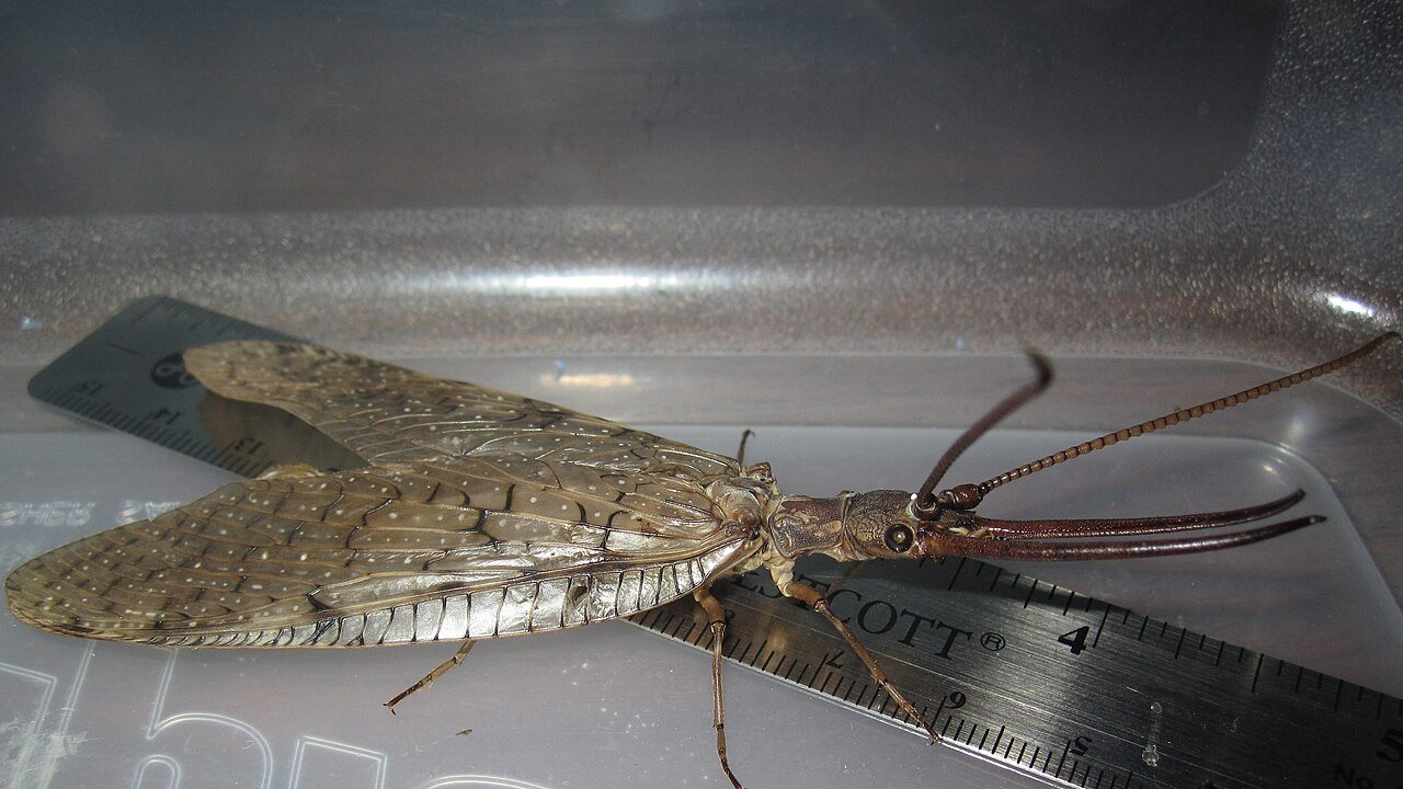 Male eastern dobsonfly with long curved mandibles