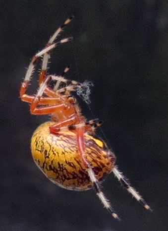 Marbled orb weaver with orange marbled abdomen, photographed in Ohio