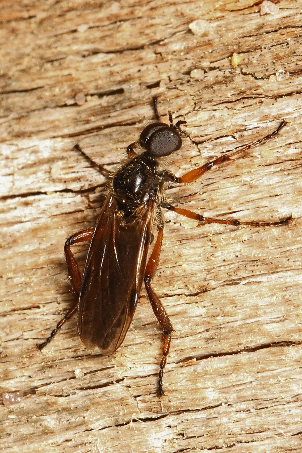 Bibio march fly Ohio native lovebug relative