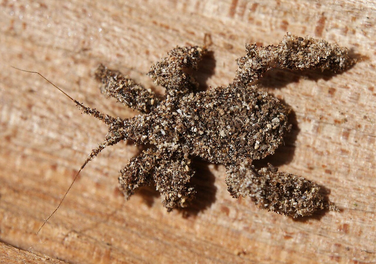 Masked hunter nymph covered in dust and sand grains