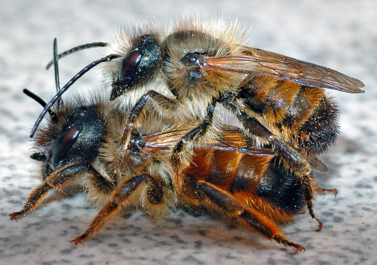 Pair of mason bees