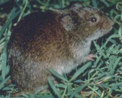 Meadow vole in grass, the lawn-tunneling vole of Ohio