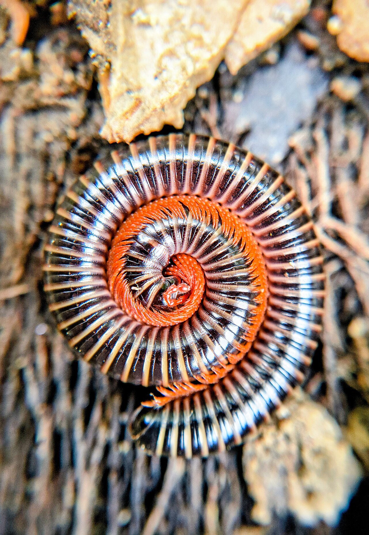 Coiled millipede spiral