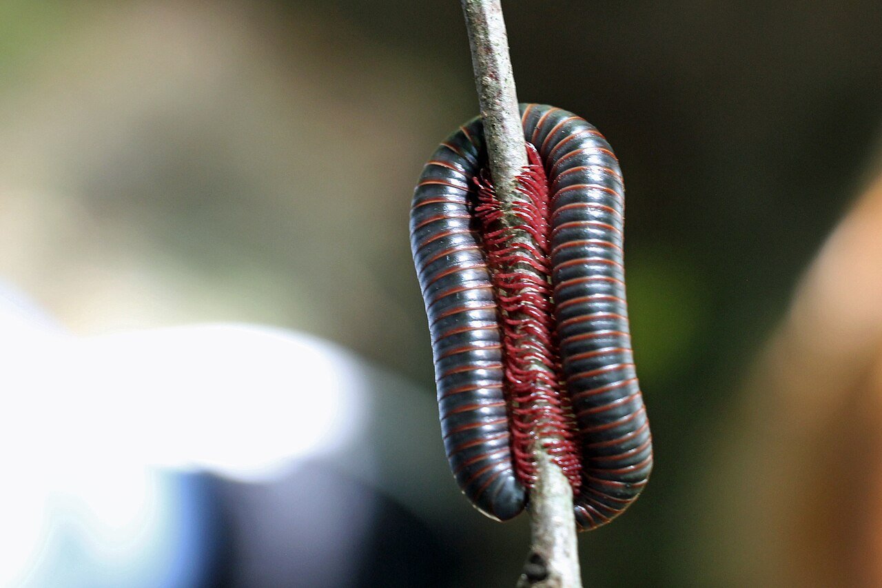Millipede curled in defensive coil