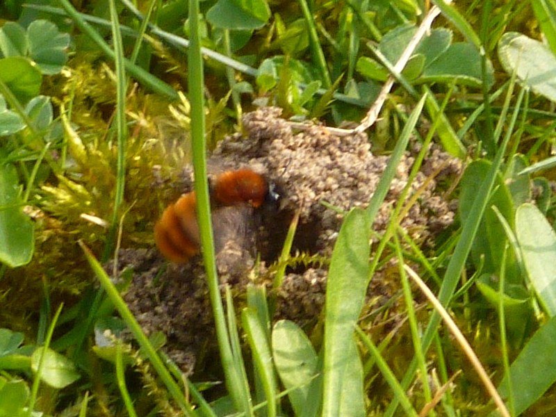 Mining bee returning to her ground nest