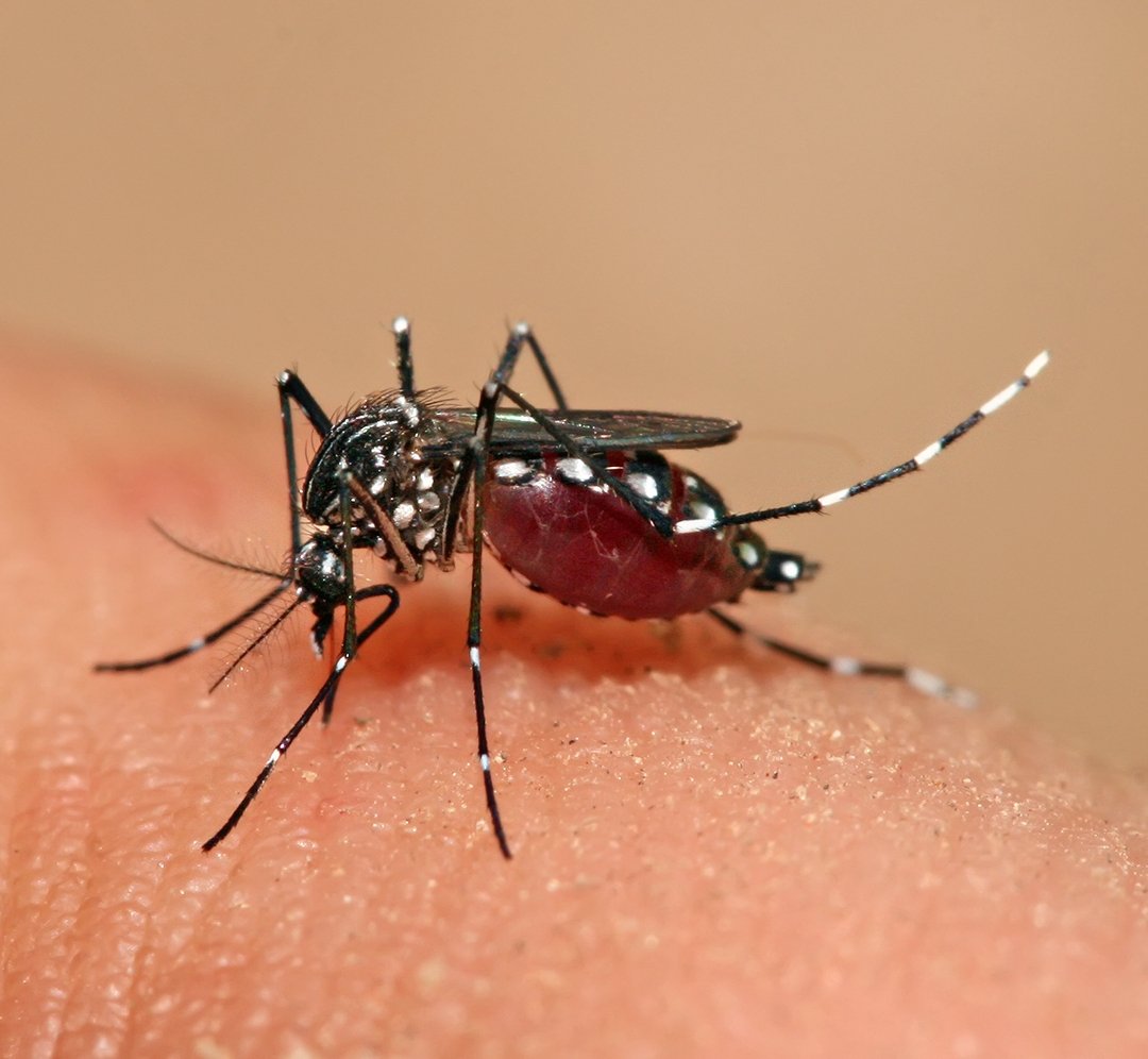 Female Aedes aegypti mosquito taking a blood meal from skin