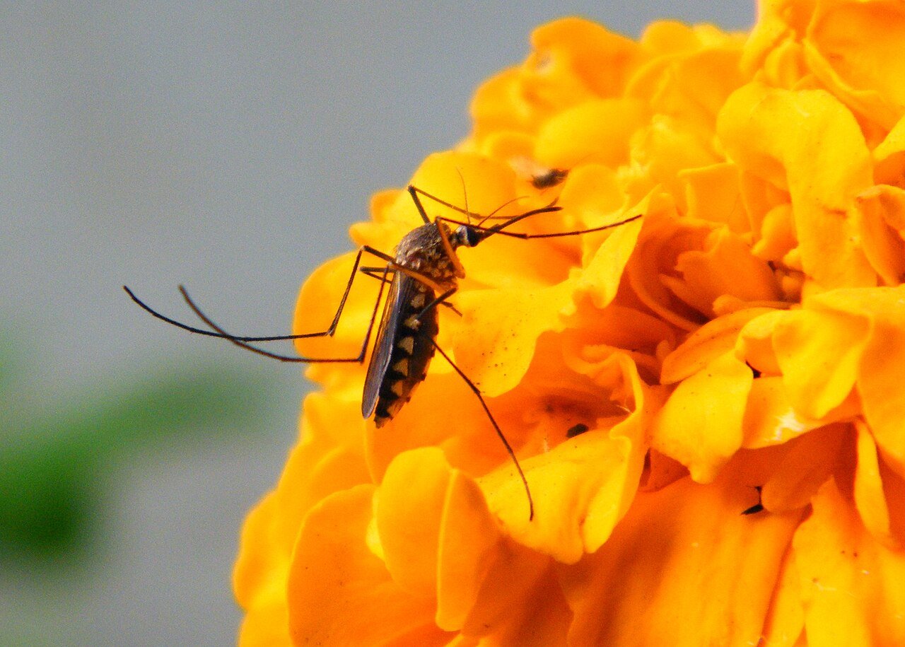 Mosquito feeding on nectar from a marigold flower