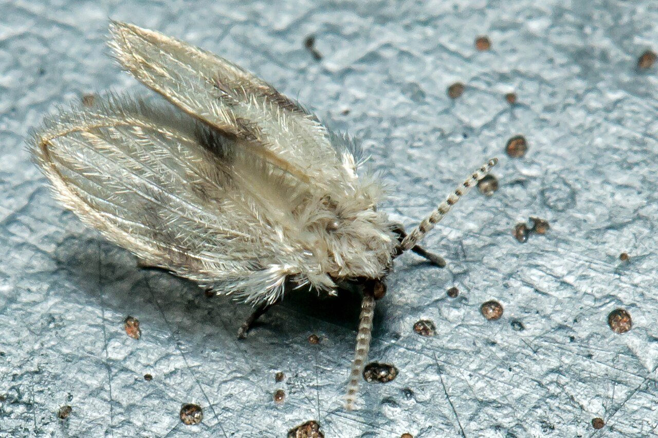 Moth fly close-up showing fringed wings