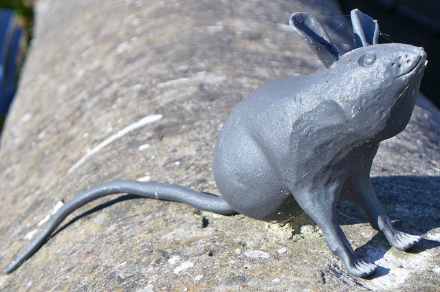 A mouse exploiting structural gaps
