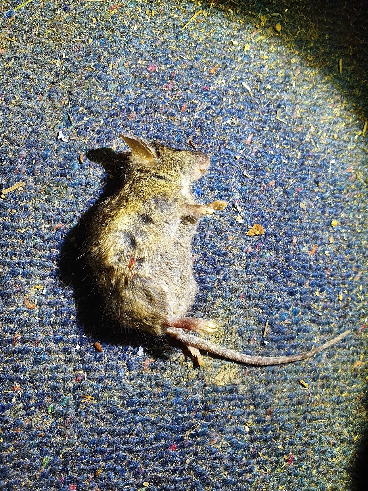 House mouse gripping rough terrain