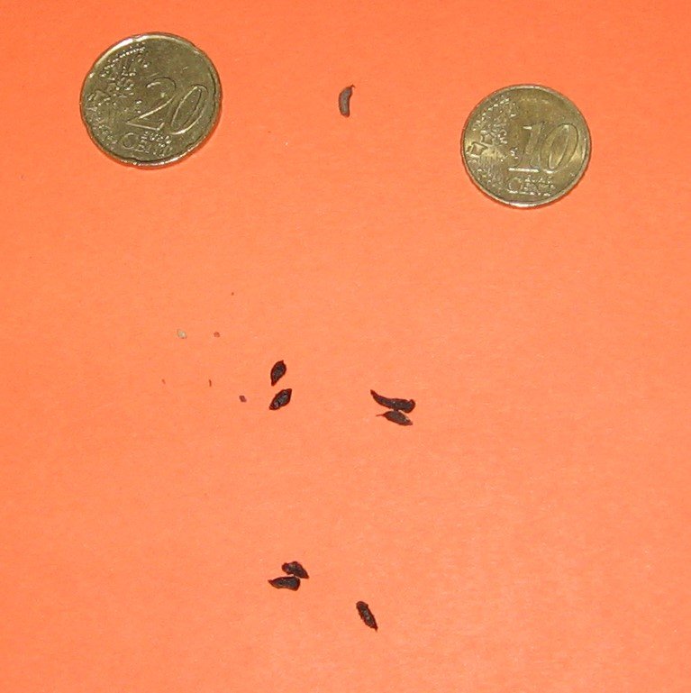 Mouse droppings next to coins showing rice-grain size