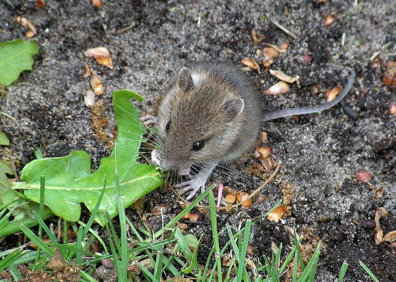 Mouse nibbling showing the many-small-meals feeding pattern