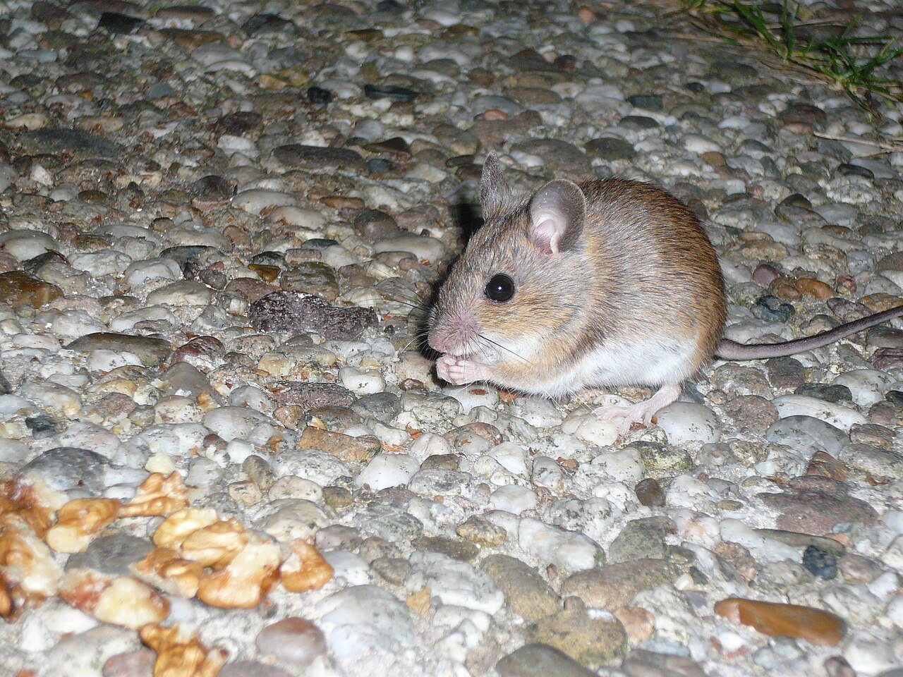 House mouse with food showing why scent repellents fail